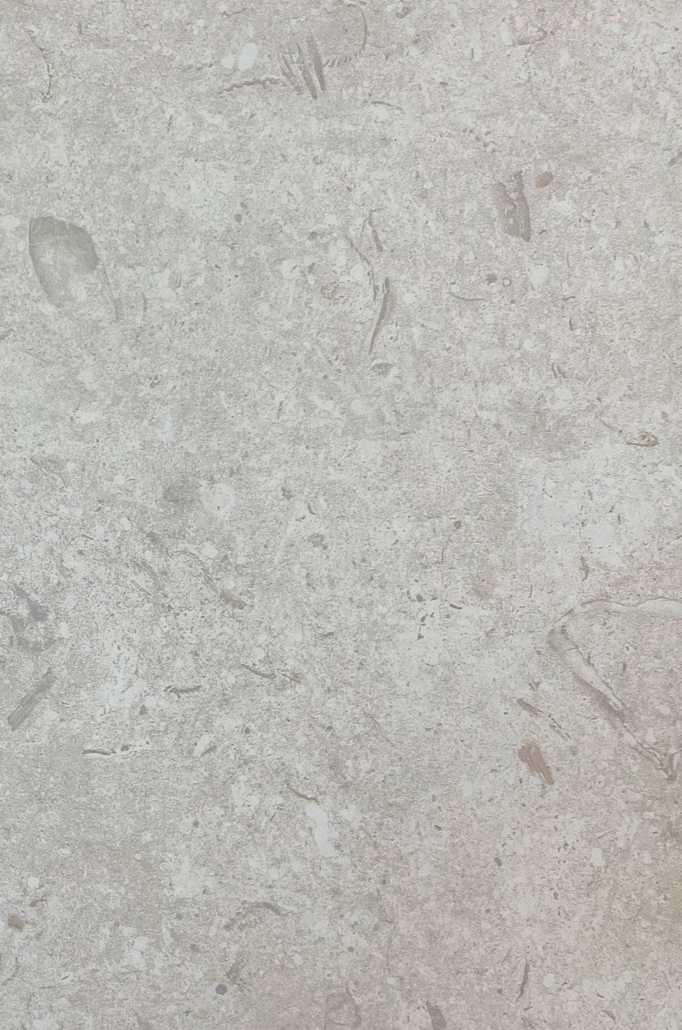 fosil tile in the color bone sample piece