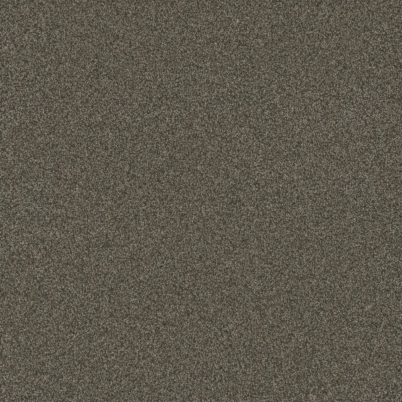 blazer carpet sample by dreamweaver in the color french toast