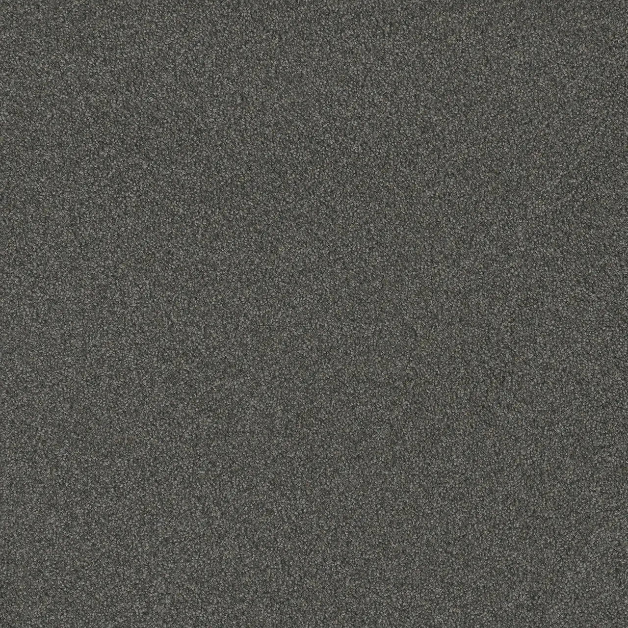blazer carpet sample by dreamweaver in the color nitro