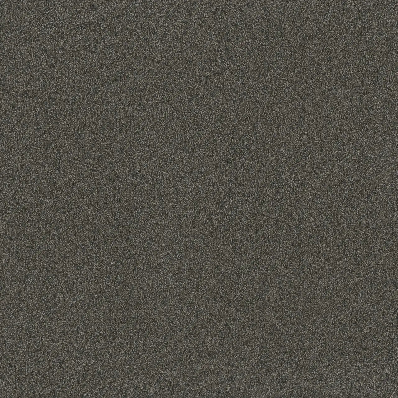 blazer carpet sample by dreamweaver in the color smokey quartz