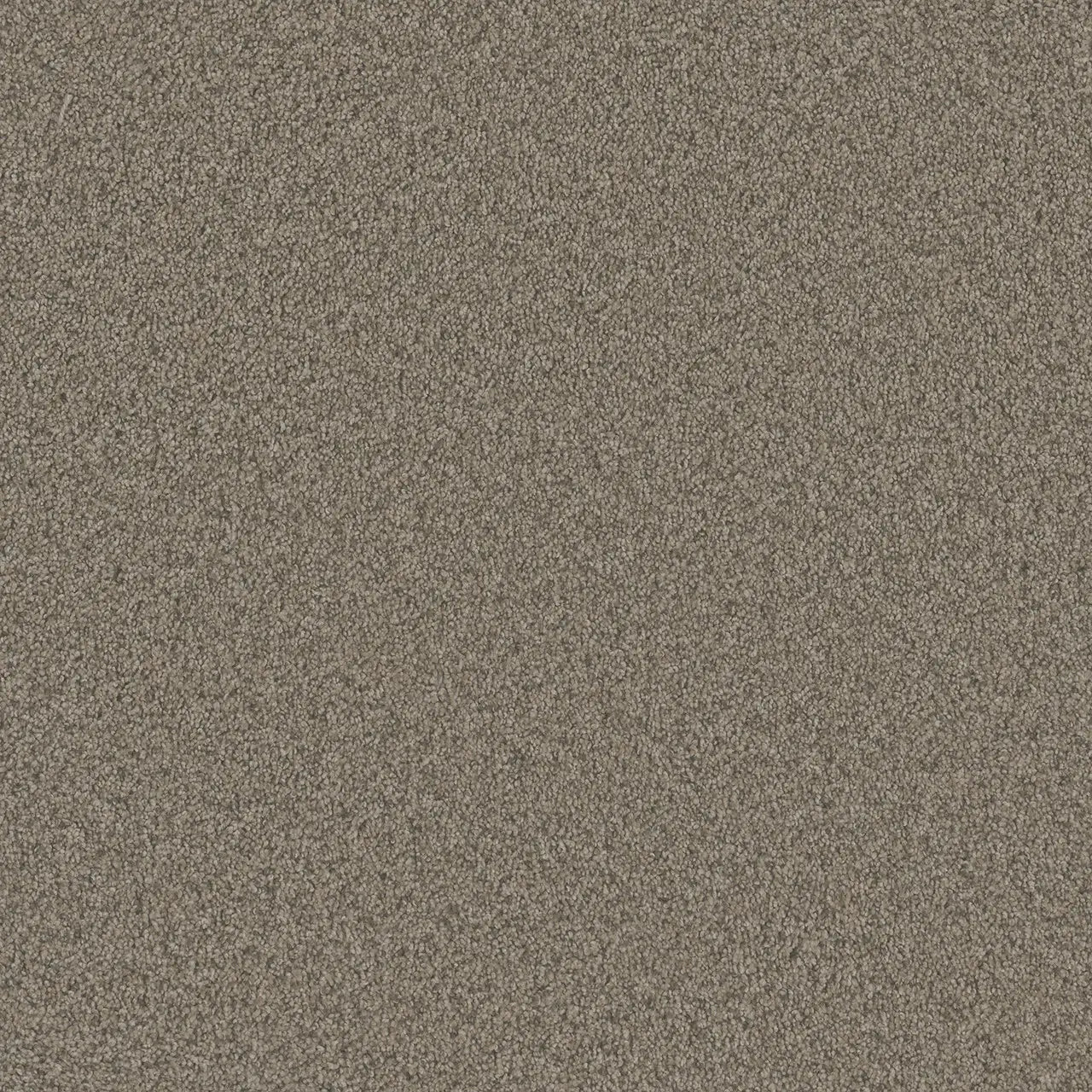 blazer carpet sample by dreamweaver in the color umber