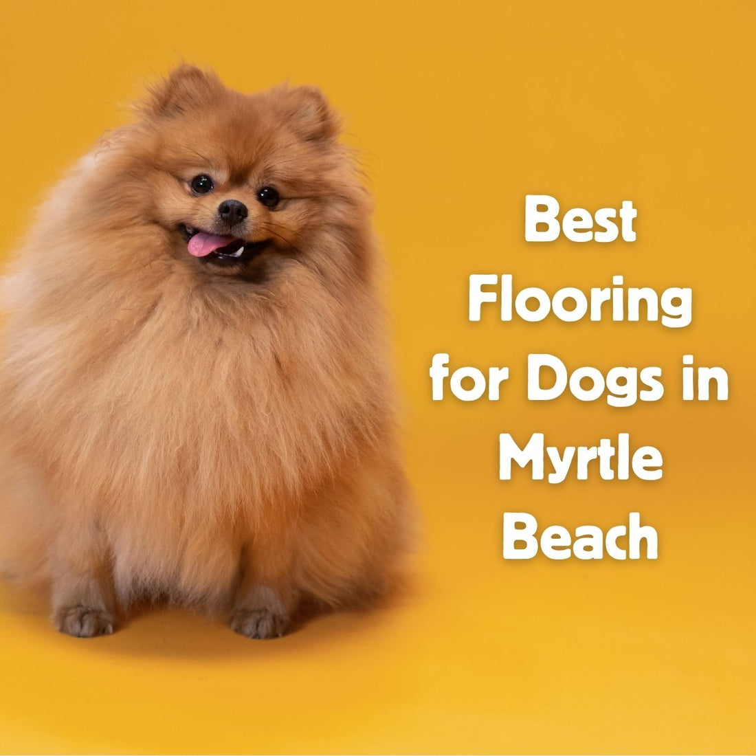 Best Flooring for Dogs: Pet‑Friendly Flooring Tips Every Pet Owner Should Know
