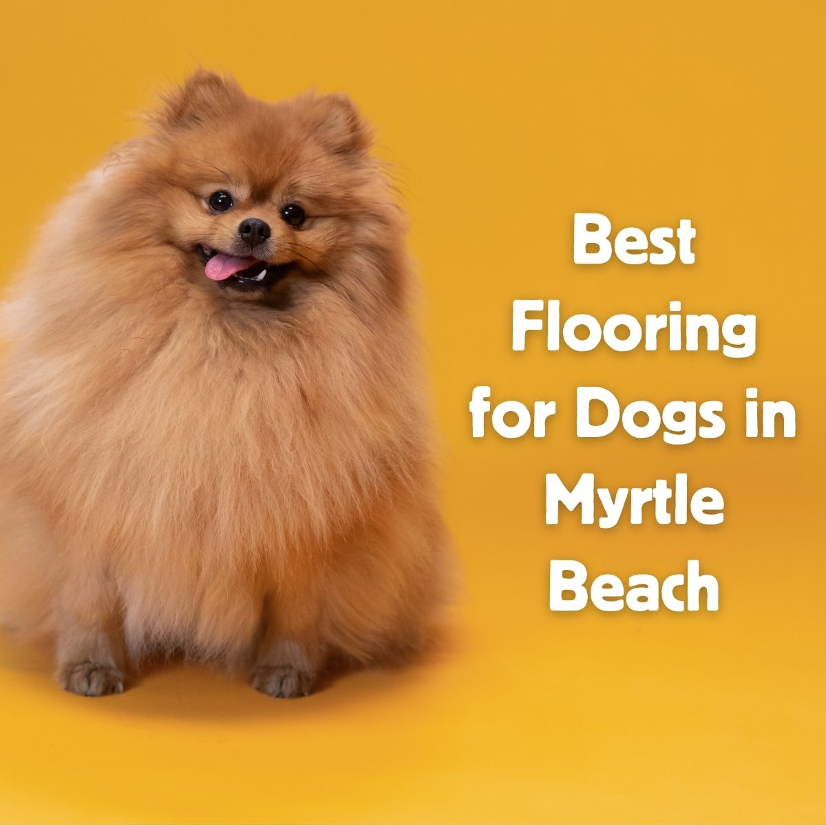 Best Flooring for Dogs: Pet‑Friendly Flooring Tips Every Pet Owner Should Know