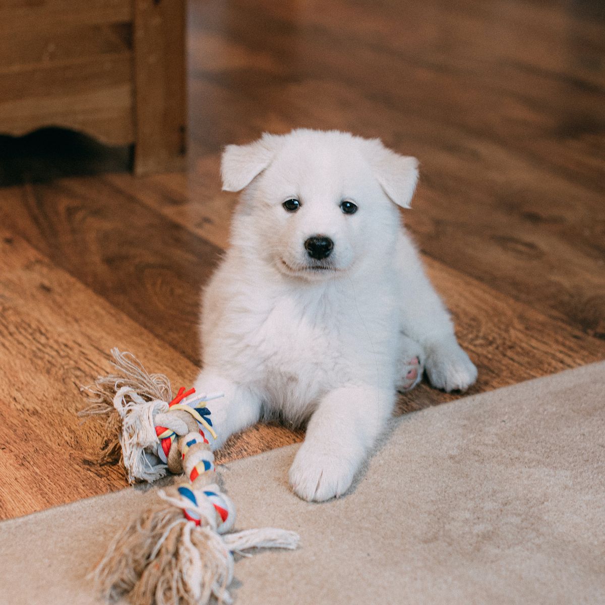 white fluffy puppy with chew toy laying half on carpet and half on hardwood