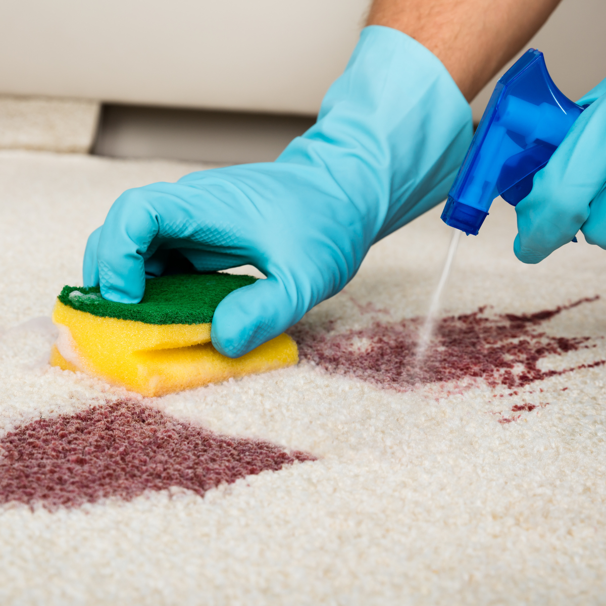 Stain on carpet and person with blue gloves is using a scrubber and solution to clean the mess