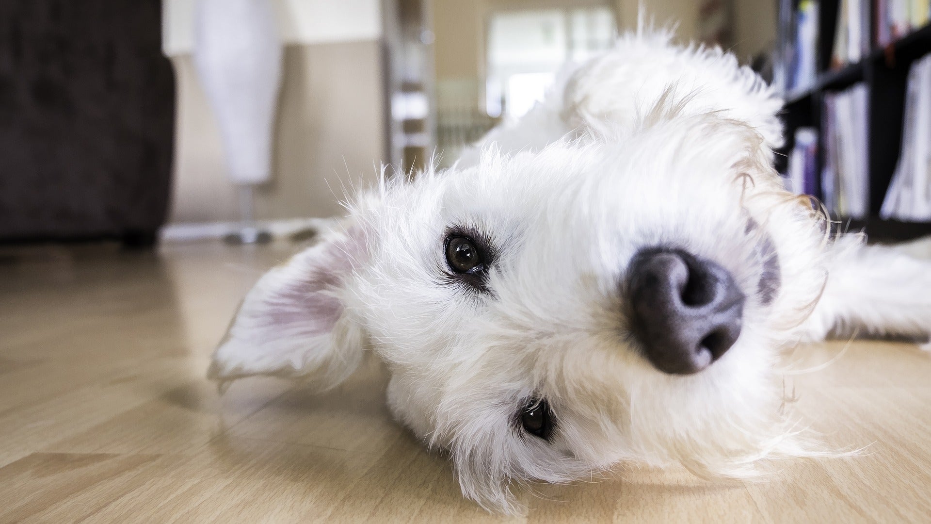 7 Types of Flooring for Dogs That Pee
