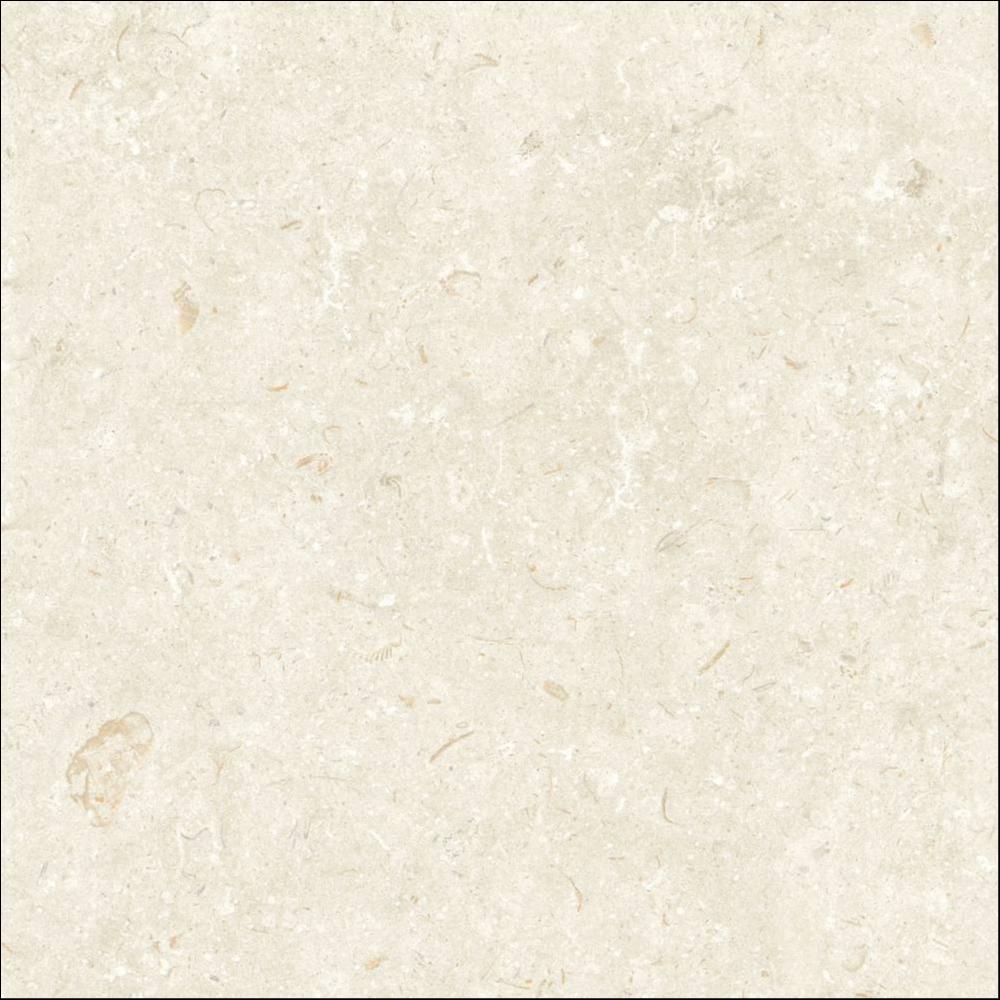 fosil tile in the color bone sample piece