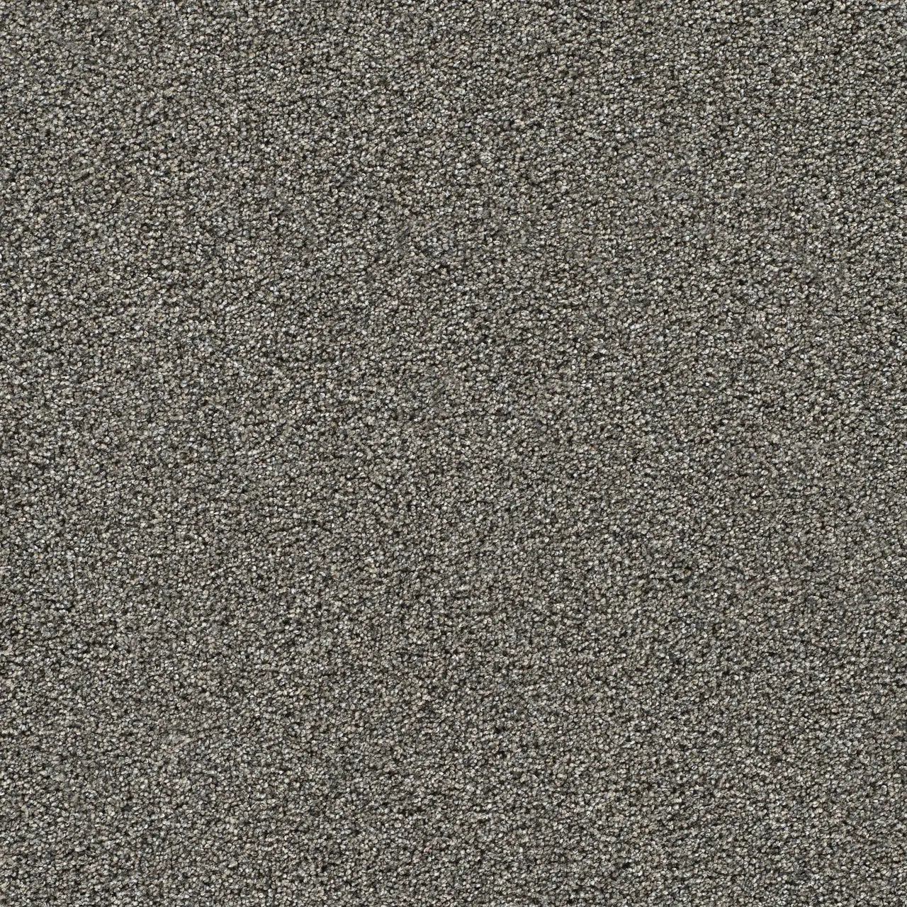 gold standard graphite carpet sample by dreamweaver carpet